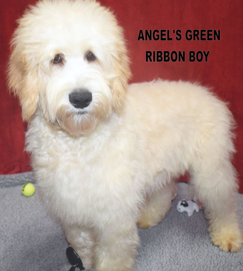 australian labradoodle